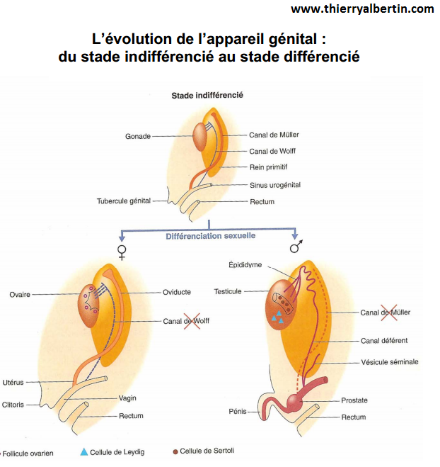 Différenciation de l`appareil génital