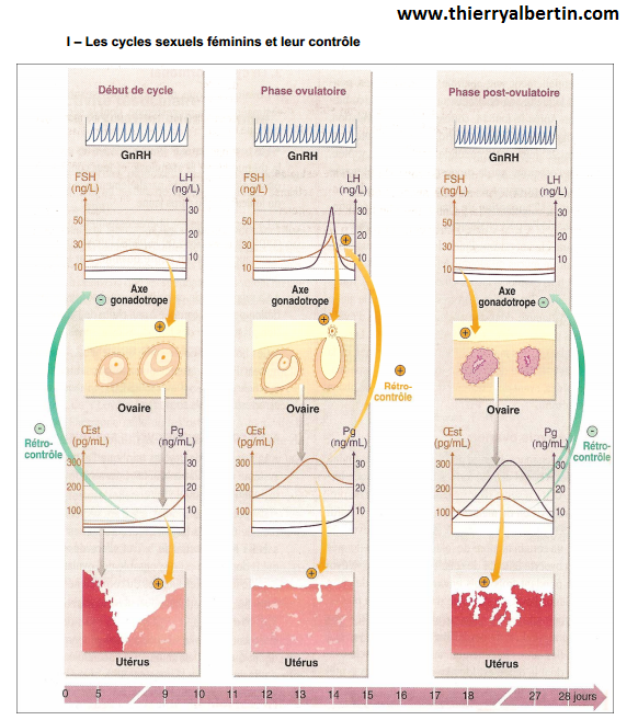 Les cycles sexuels féminins et leur contrôle